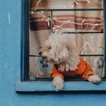 The Dog House Megaways слот игра с милыми собачками и яркой графикой