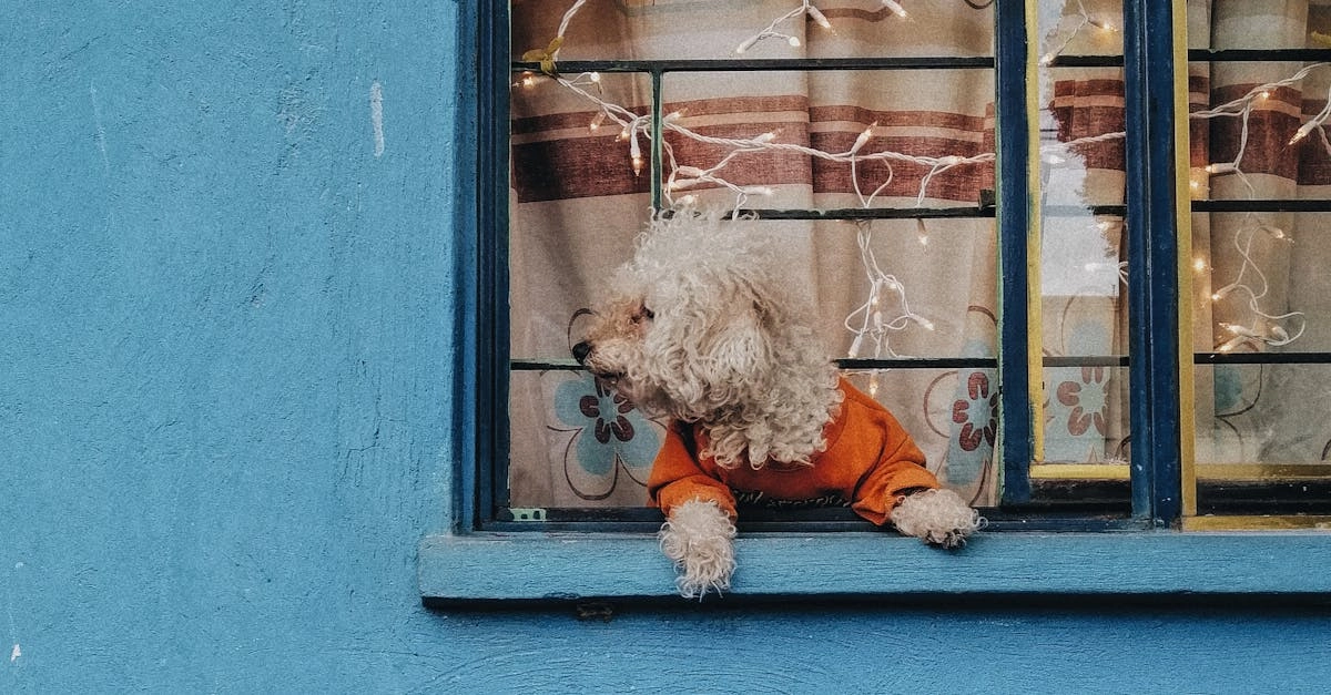 The Dog House Megaways слот игра с милыми собачками и яркой графикой